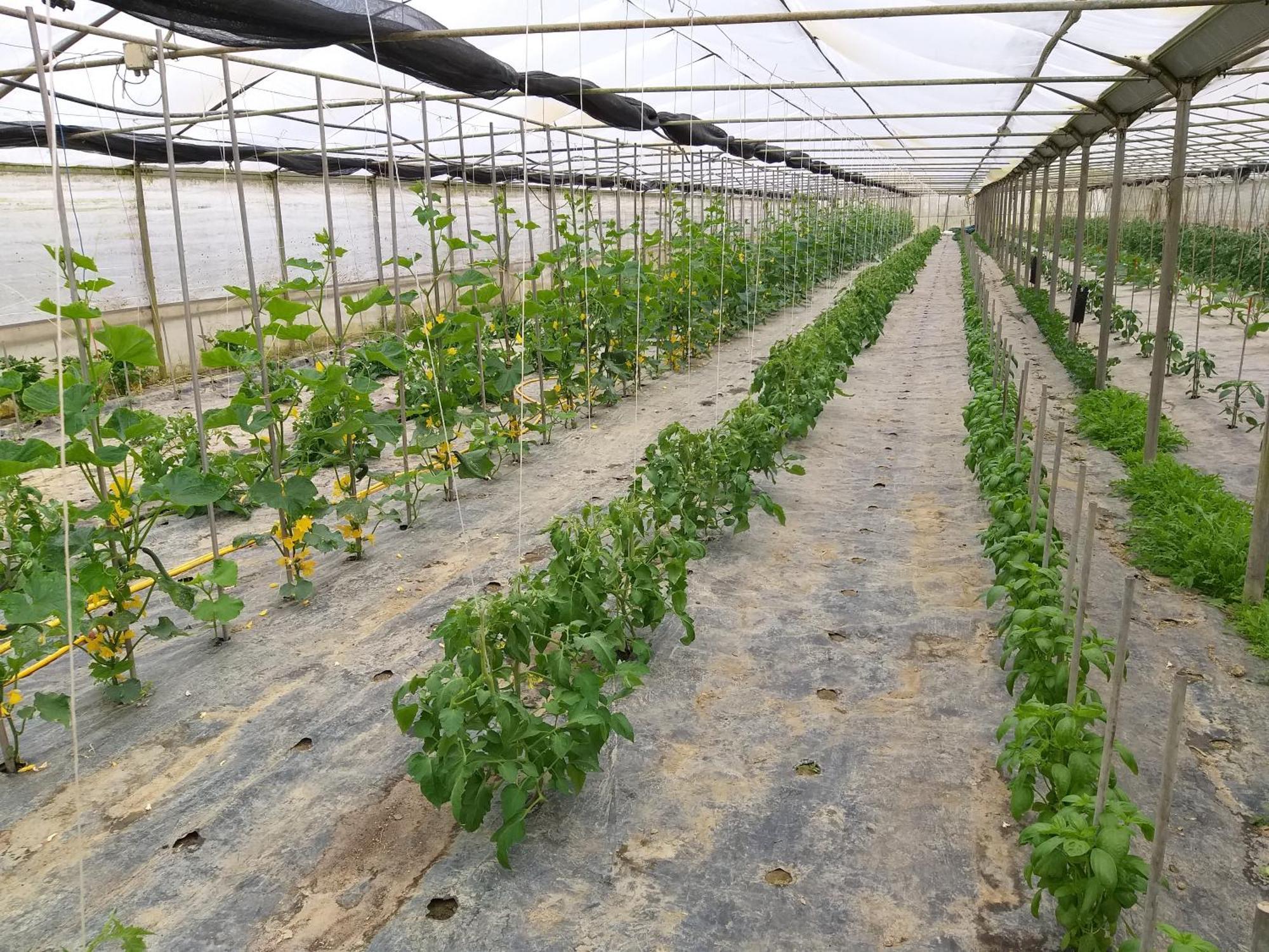 טסרה Agriturismo Il Melograno מראה חיצוני תמונה